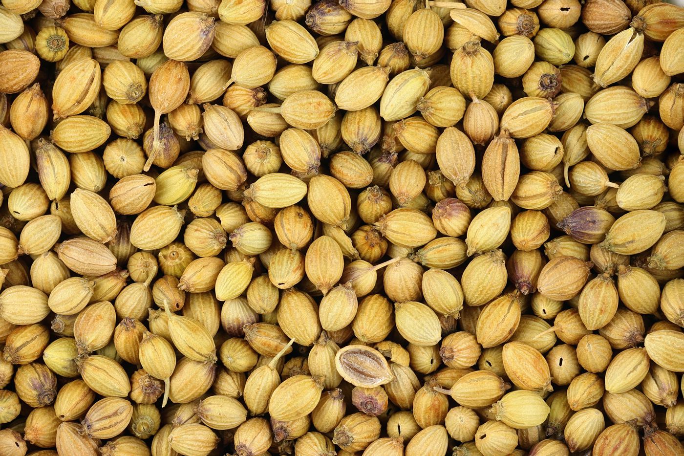 Coriander seeds ready for export