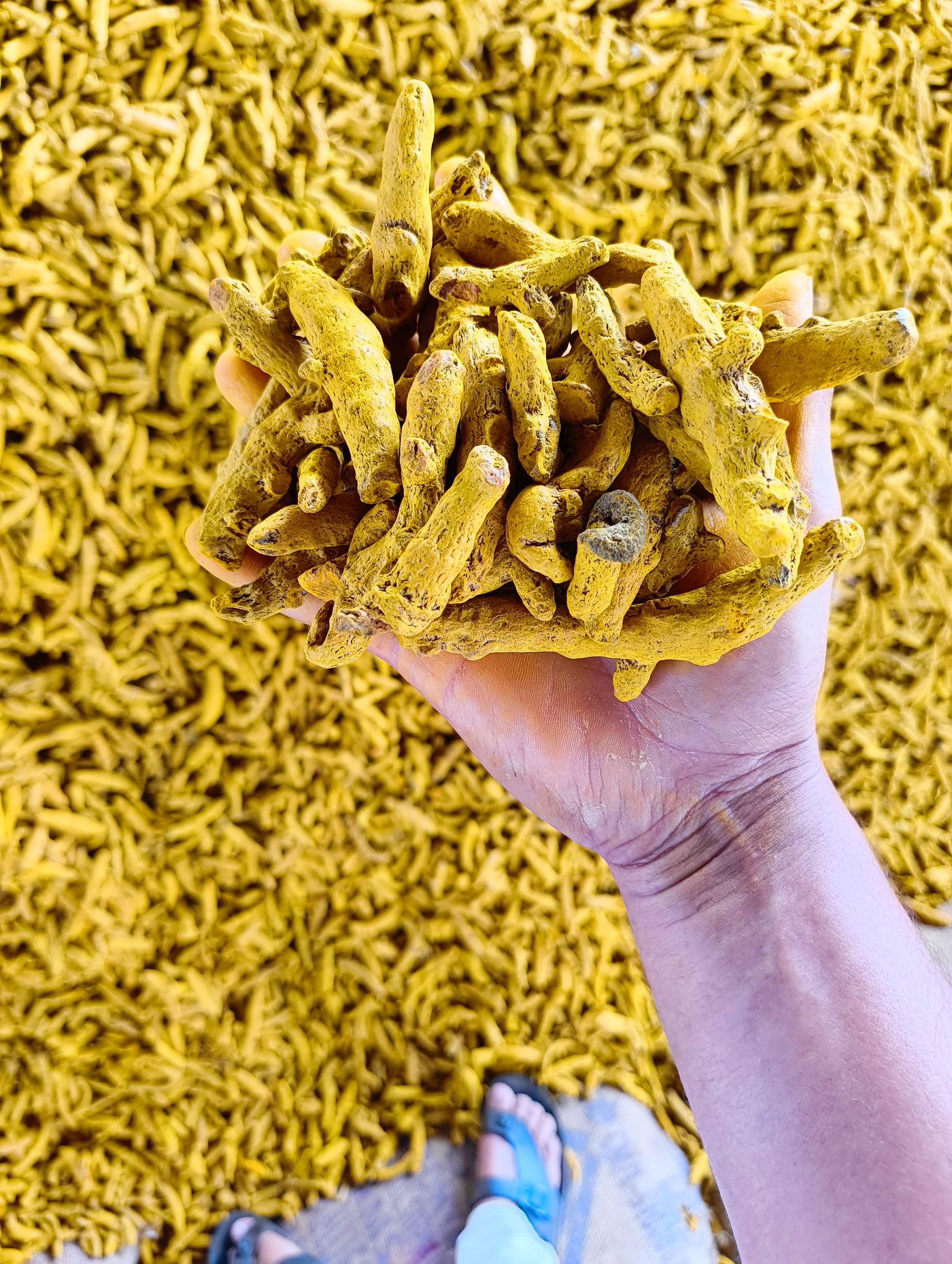 Dried turmeric fingers ready for export